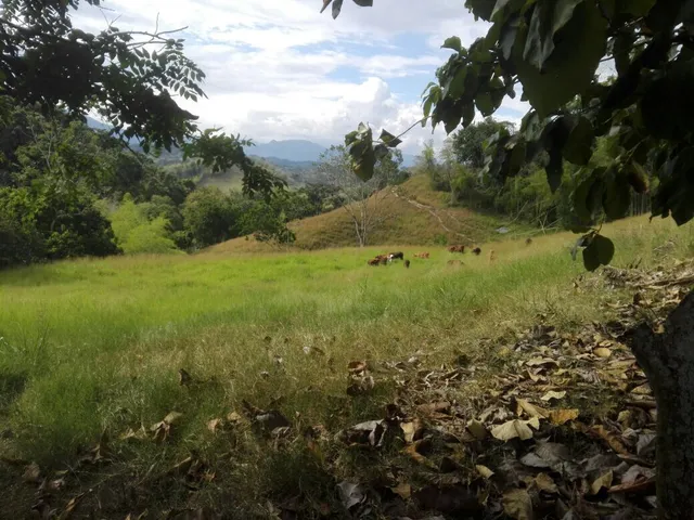 Se Vende Finca Manizales,  Vereda Lisboa