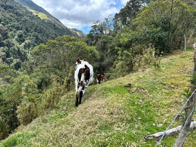 Se Vende Finca en Letras Caldas - Foto 8