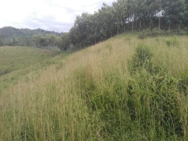 Se Vende Finca Manizales,  Vereda Lisboa - Foto 4