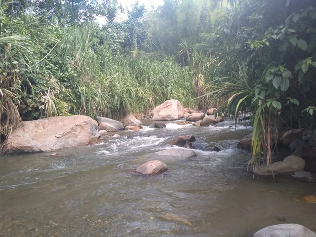 Se Vende Lote Vereda El Rio, Neira - Foto 16