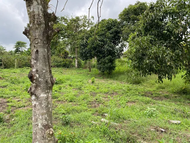 Se vende Lote Campestre, Pereira, Mundo Nuevo - Foto 3