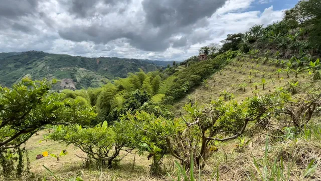 Se Vende Lote Manizales, el agrado - Foto 9