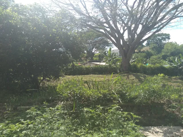 Se Vende Lote Vereda El Rio, Neira - Foto 12