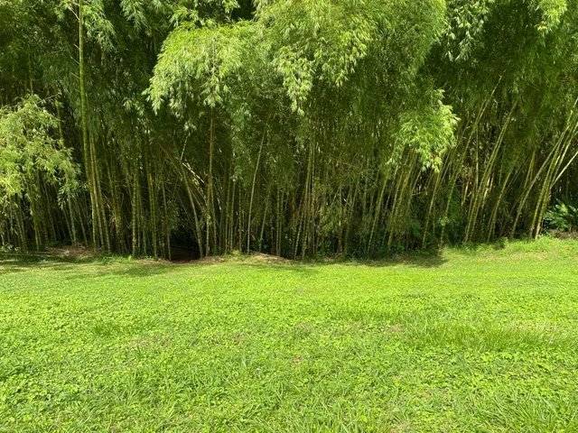 SE VENDE LOTE CAMPESTRE, PEREIRA, CERRITOS MALABAR - Foto 21