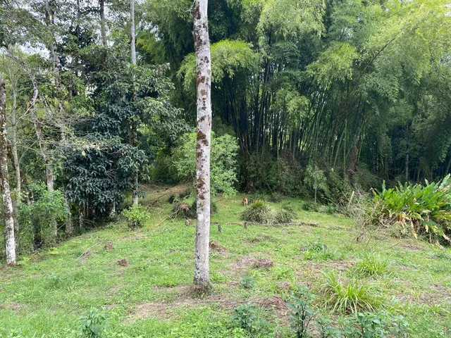 Se vende Lote Campestre, Pereira, Mundo Nuevo - Foto 5