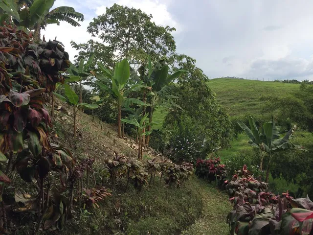 SE VENDE LOTE, PEREIRA, VIA CONDINA - Foto 8