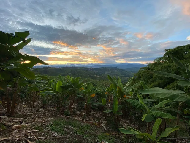 Se Vende Lote Vereda La Paloma, Palestina - Foto 17