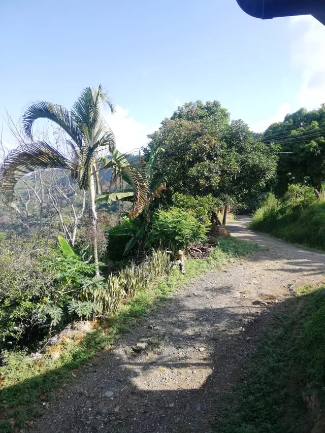 Se Vende Finca Vereda Alto Lisboa, Manizales - Foto 16