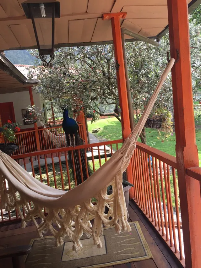 Se Vende Finca en Villamaría, Parque los Nevados. - Foto 12
