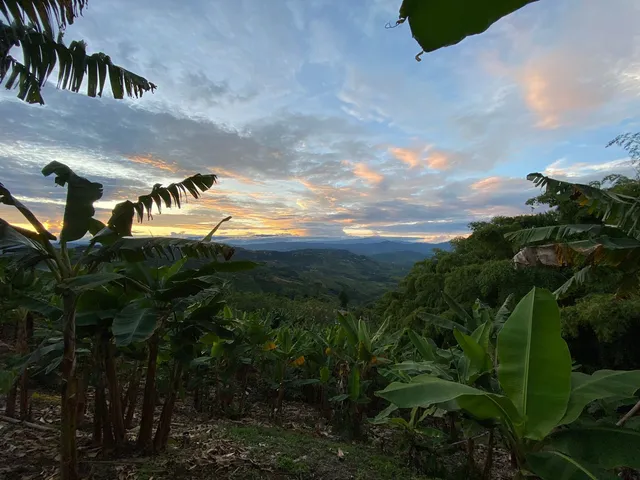 Se Vende Lote Vereda La Paloma, Palestina - Foto 18