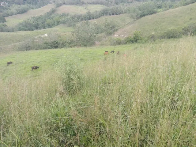 Se Vende Finca Manizales,  Vereda Lisboa - Foto 2