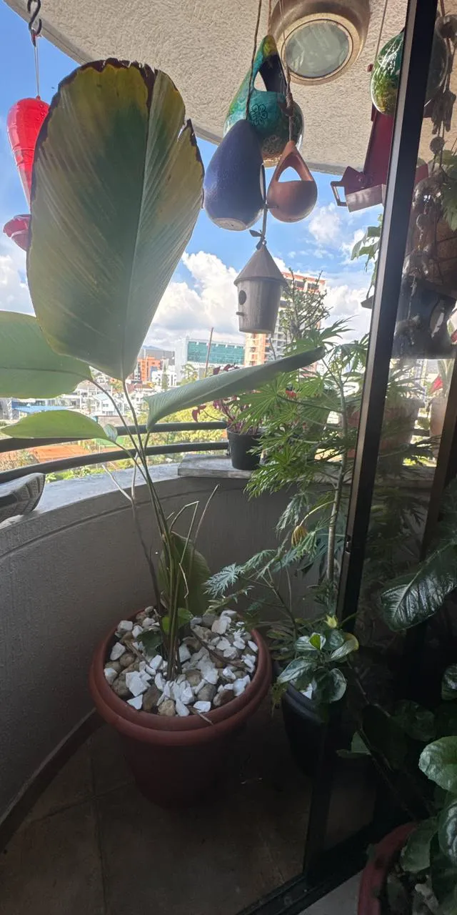 Vendo Apartamento Pereira Pinares - Foto 8