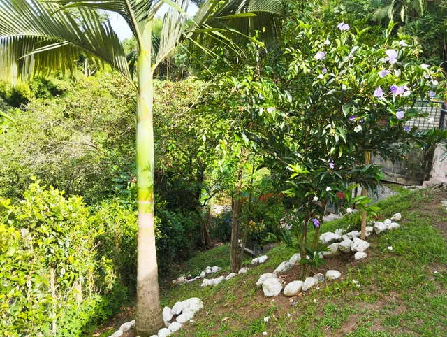 Se Vende Casa Lote En La Vereda El Trébol, Chinchiná - Foto 5