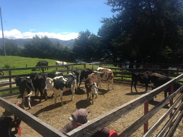 Se vende finca agrícola ganadera, Valle Del Cauca. Barragán - Foto 12