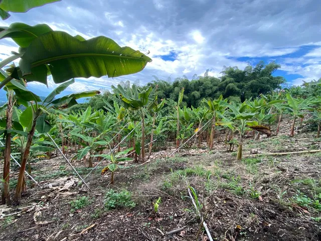 Se Vende Lote Vereda La Paloma, Palestina
