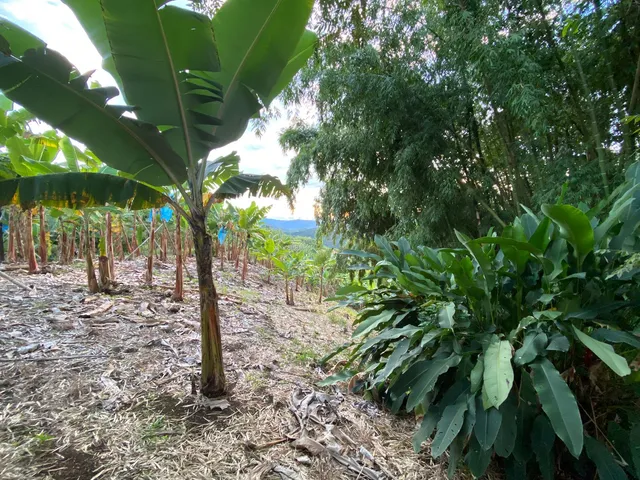 Se Vende Lote Vereda La Paloma, Palestina - Foto 9