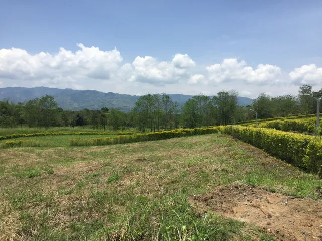Se vende Lote en Viterbo, Caldas - Foto 8